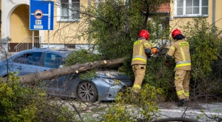 Silny wiatr w powiecie. Drzewo przewróciło się na samochód