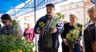 Będą rozdawać bezpłatne sadzonki