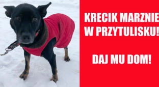 Krecik marznie w przytulisku!