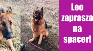 Leo, najsympatyczniejszy psiak zaprasza na zapoznawczy spacer