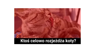 Ktoś celowo rozjeżdża koty?