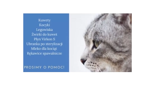 Bezdomne koty potrzebują pomocy