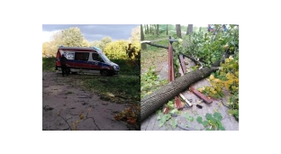 O krok od tragedii. Na dziewczynkę spadł konar