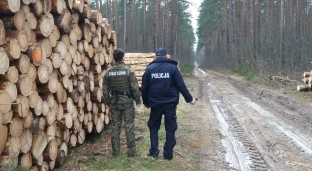 Stoją na straży nielegalnej wycinki drzew