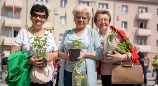 Tłumy na Rynku. Mieszkańcy przyszli po sadzonki