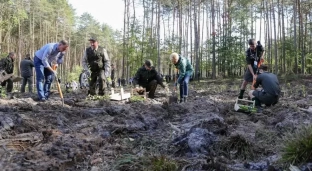 Rozdadzą darmowe sadzonki