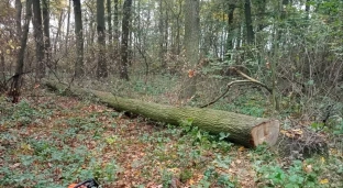 Kradł drewno z lasu. Został przyłapany na gorącym uczynku