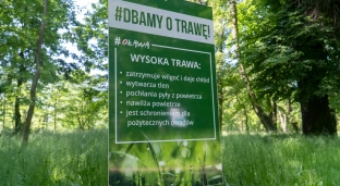 Wysoka trawa w parku dobra dla klimatu