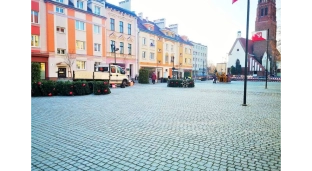 Choinkę będzie można podziwiać już dziś na oławskim Rynku