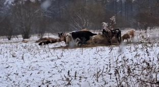 Grędzina. Zwierzęta żyją bez zadaszenia, a w zimie bez dostępu do wody. Właściciel nie chce ich sprzedać