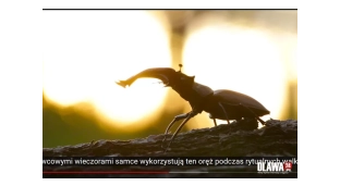 Wiosenna wycieczka z fauną i florą [VIDEO]