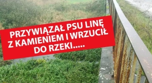 Przywiązał psu linę z kamieniem i wrzucił do rzeki