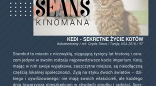 Sekretne życie kotów na seansie kinomana