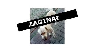 Zaginął labrador