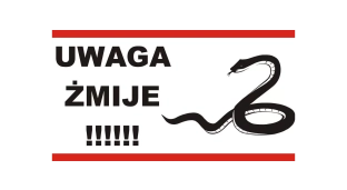 Żmije zygzakowate w Oławie!