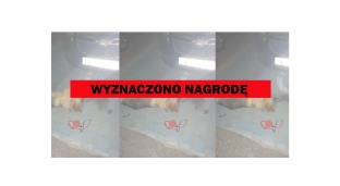 Wyznaczono nagrodę za podanie sprawcy przejechania psa