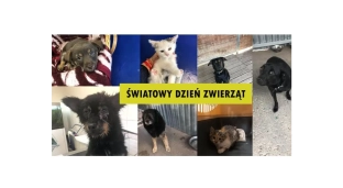 Dzisiaj Światowy Dzień Zwierząt. Nie kupuj adoptuj!