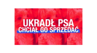 Ukradł psa pod sklepem i chciał go sprzedać