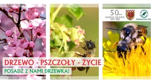 Więcej zieleni w miejscowościach! Gmina rozdaje sadzonki