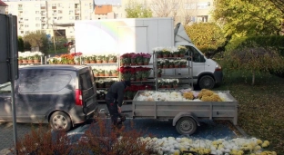 Ponad 800 chryzantem doniczkowych trafiło do sołectw Gminy Oława