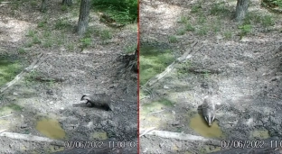 Borsuk złapany przez fotopułapkę