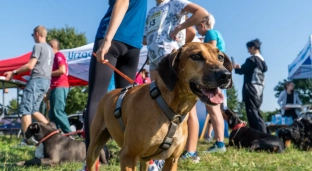 Kolejny piknik z psiakiem! Zobacz co będzie się działo