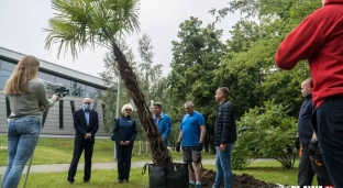 Oława ma już swoją palmę!