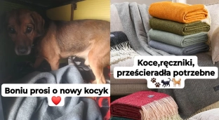 Pomóż oławskim psiakom! Potrzebne jest kilka rzeczy