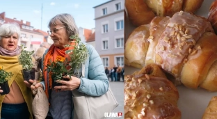 Darmowe sadzonki i rogaliki świętomarcińskie