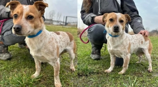 Trafiła do schroniska o złej sławie, gdzie nie ma szans na adopcję. Daj dom Zosi!